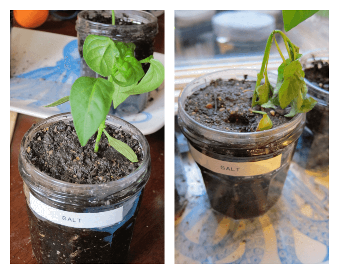 What happens to plants with salt water
