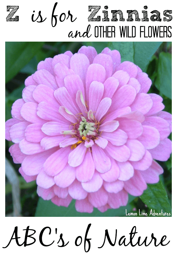 Z is for Zinnia ABCs of Nature