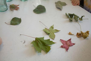 leaf Chromotagraphy