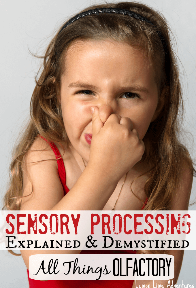 Sensory Processing Olfactory System Explained
