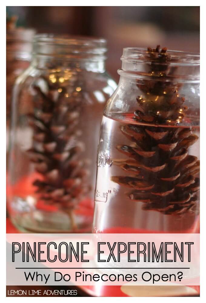 Fall Pinecone Experiment
