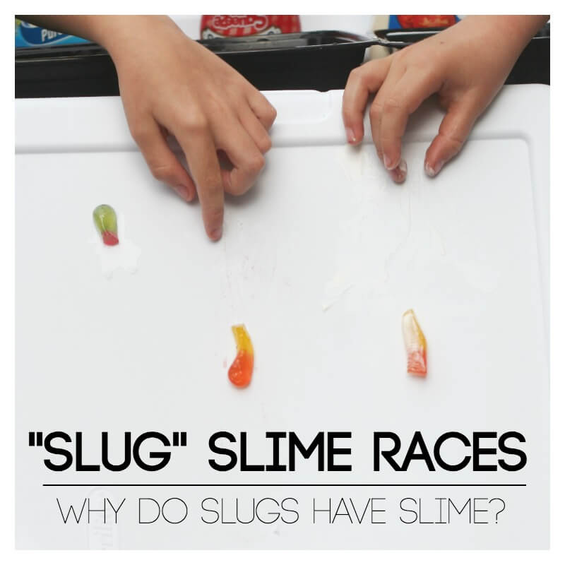 Why Do Slugs Have Slime Investigations