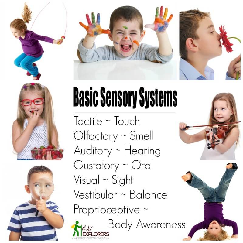 Basic Sensory Systems and Essential Oils