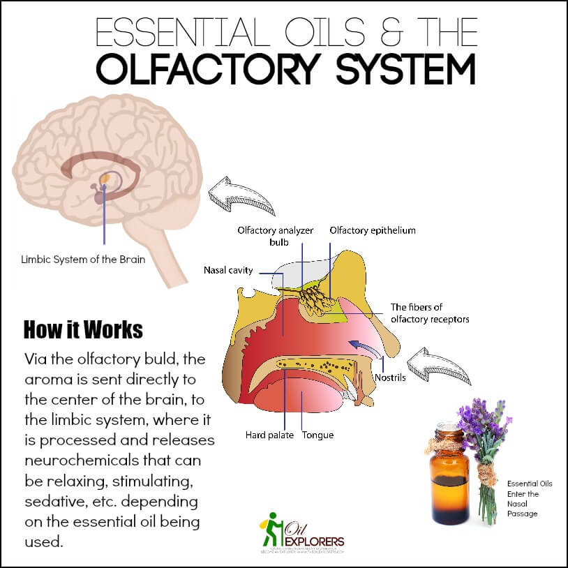 Essential Oils and the Olfactory System