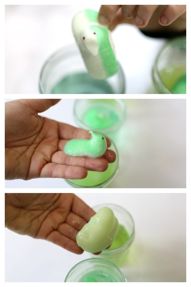 Dissolving peeps in different liquids over time