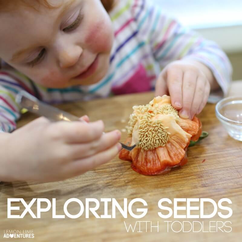 Exploring Seeds with Toddlers Science Experiment