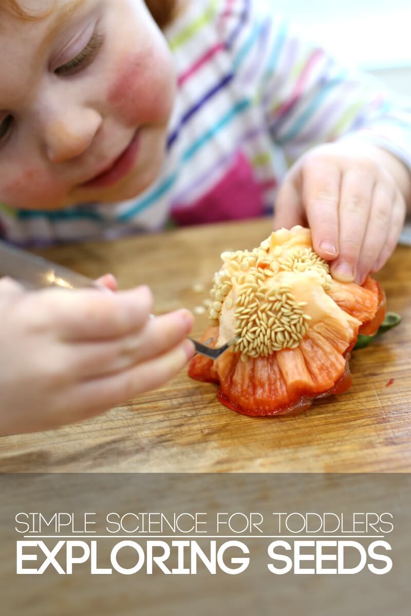 Simple Science for Toddlers Exploring Seeds