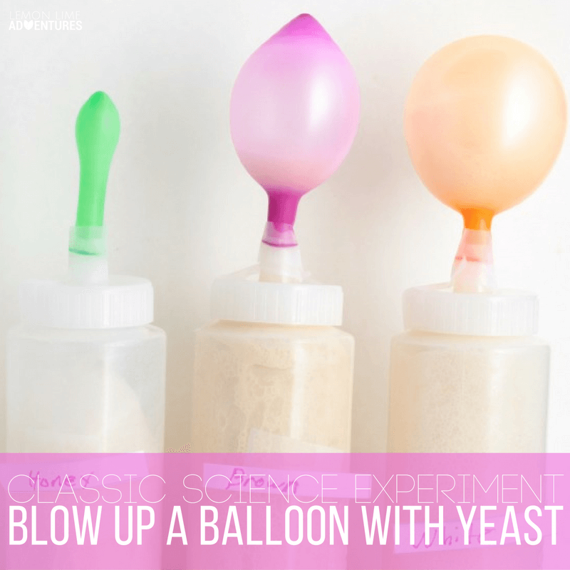 Blow Up a Balloon in this Classic Yeast Science Experiment