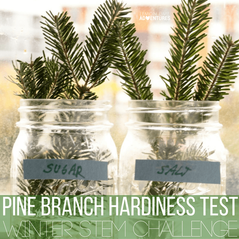Kids will love learning about the hardiness of pine trees in this STEM activity. The pine branch hardiness experiment is the perfect after-Christmas event!