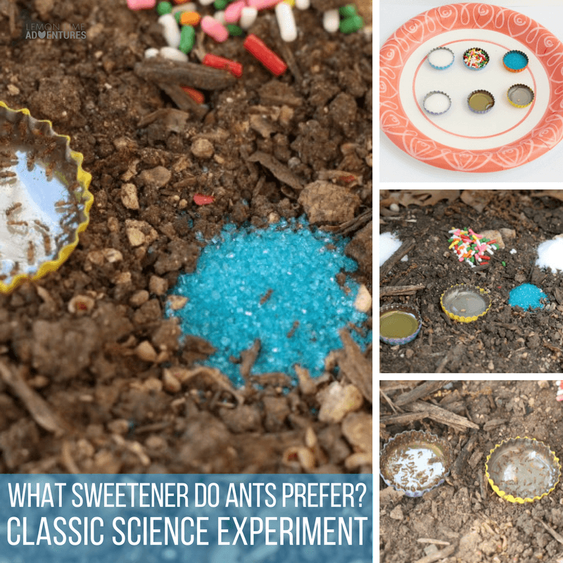 Ever wonder what sweetener ants prefer? This simple science experiment will help you find the answer to that question in a fun hands-on way!