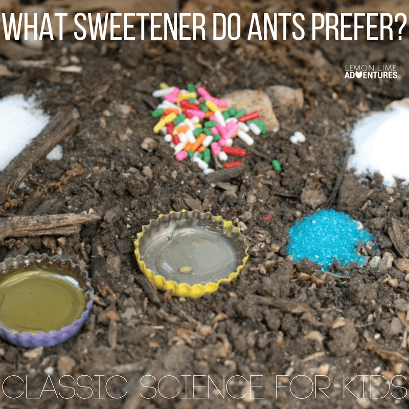 Ever wonder what sweetener ants prefer? This simple science experiment will help you find the answer to that question in a fun hands-on way!